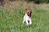 FOX TERRIER POIL LISSE 185